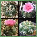 spider cactus